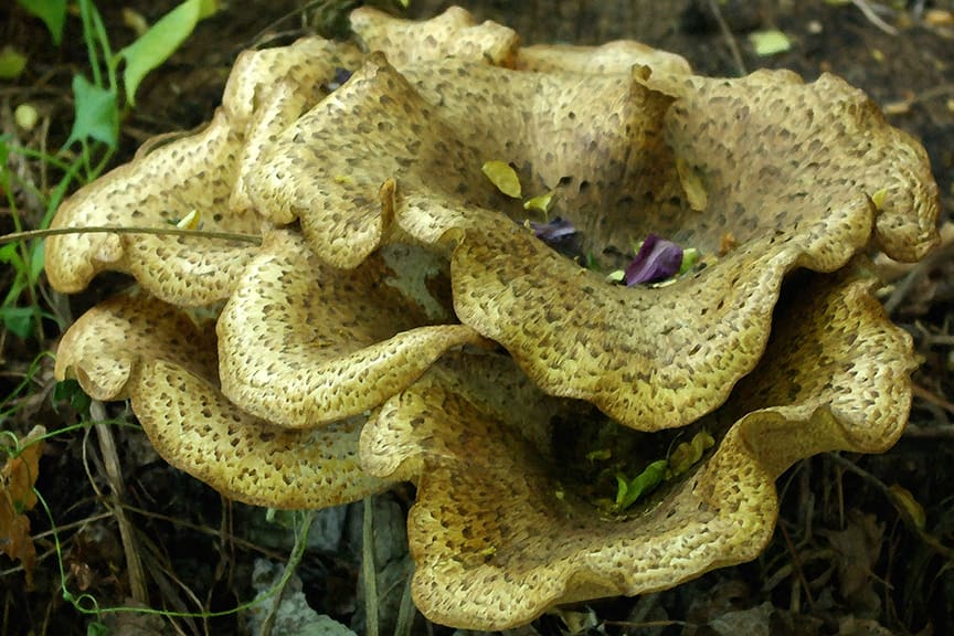Toadstool with Clematis Petal Fall by Rodney Buxton, Image 1.