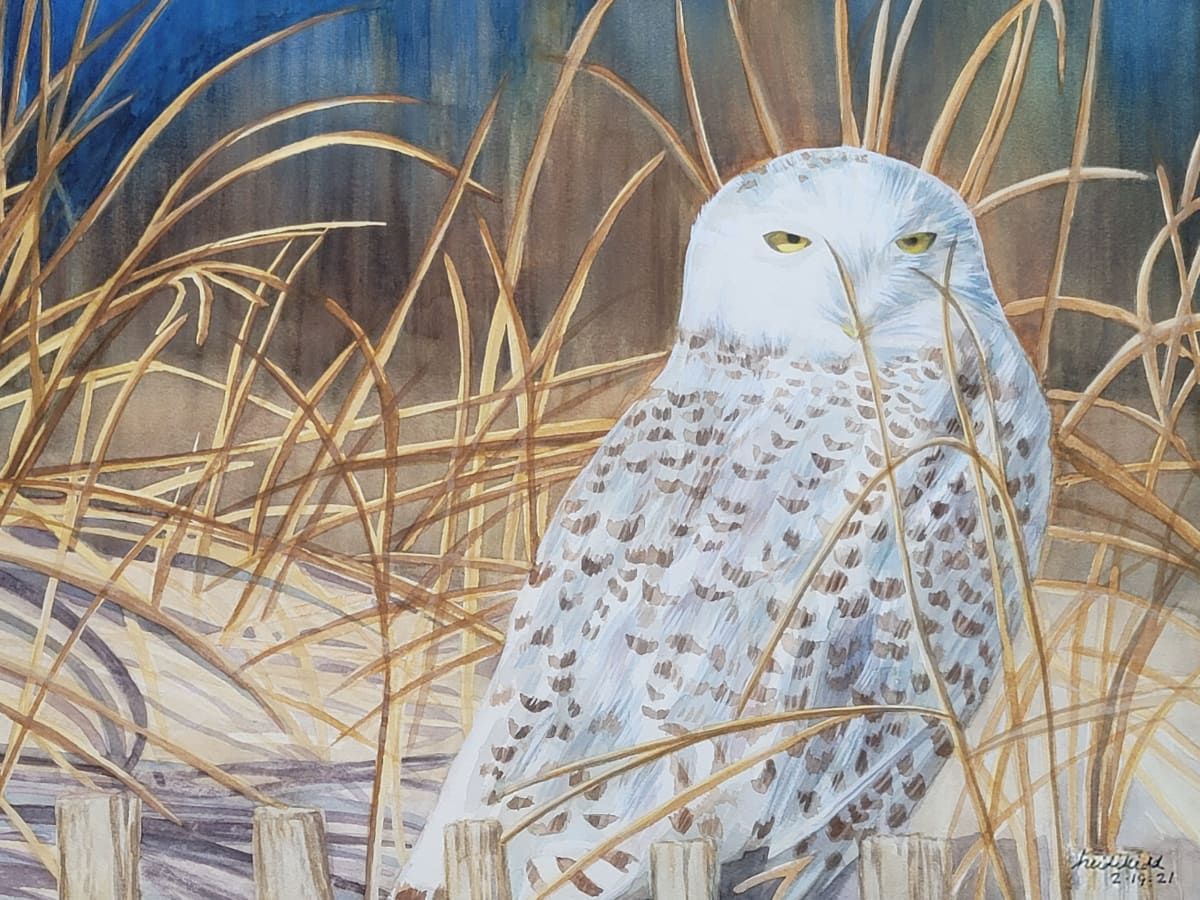 Snowy Owl by HEIDI KIDD 
