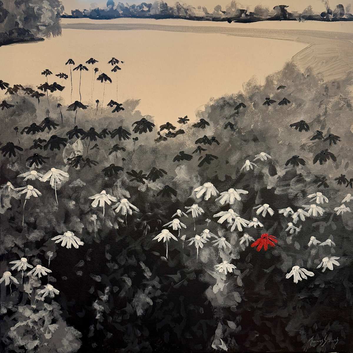 Red Coneflower by Thomas Stevens 