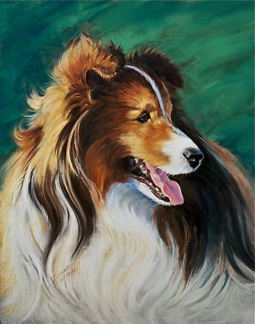 Teddy ~ Shetland Sheepdog by Donna Mitchell  Image: Commissions Accepted