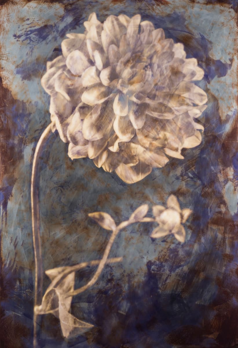 Venetian Blush (framed) by Deborah Llewellyn 