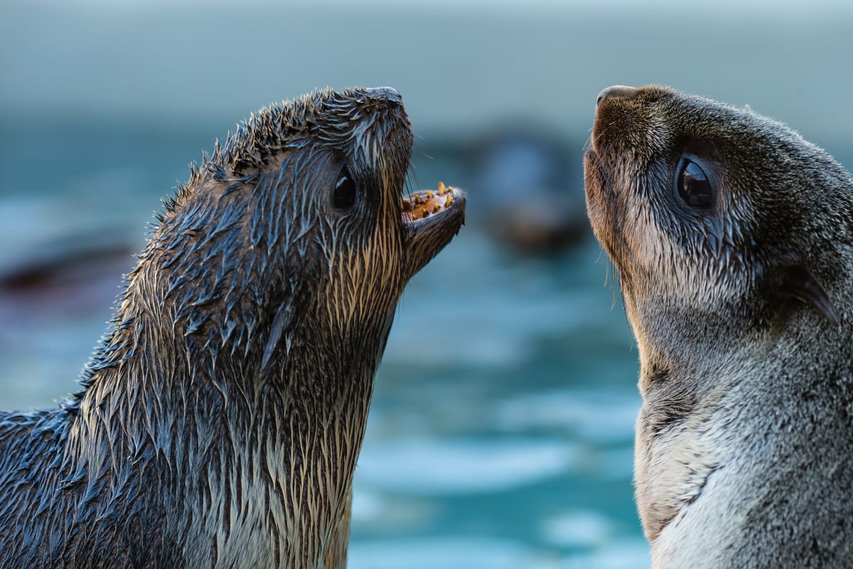 Fur Seal pups 