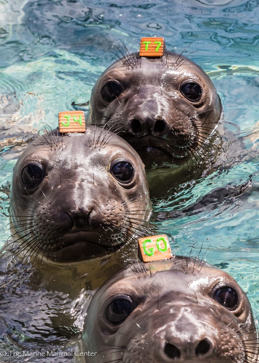 3 Norther elephant seal pups 