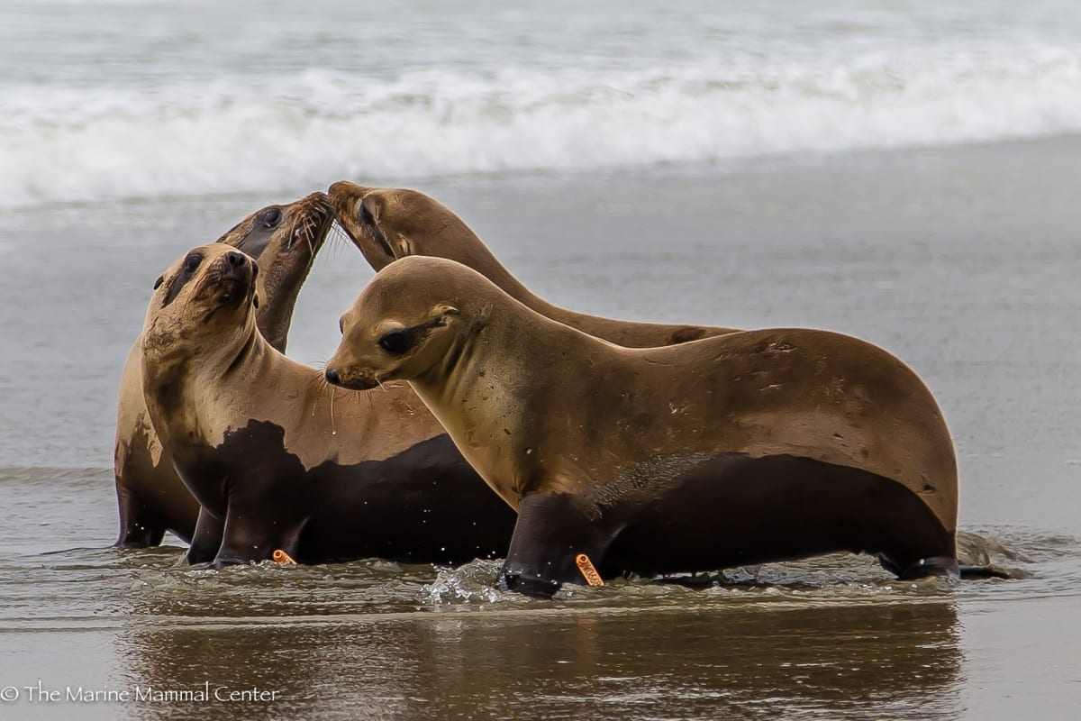 California sea lions 
