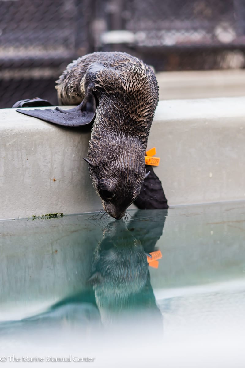 Fur seal pop 