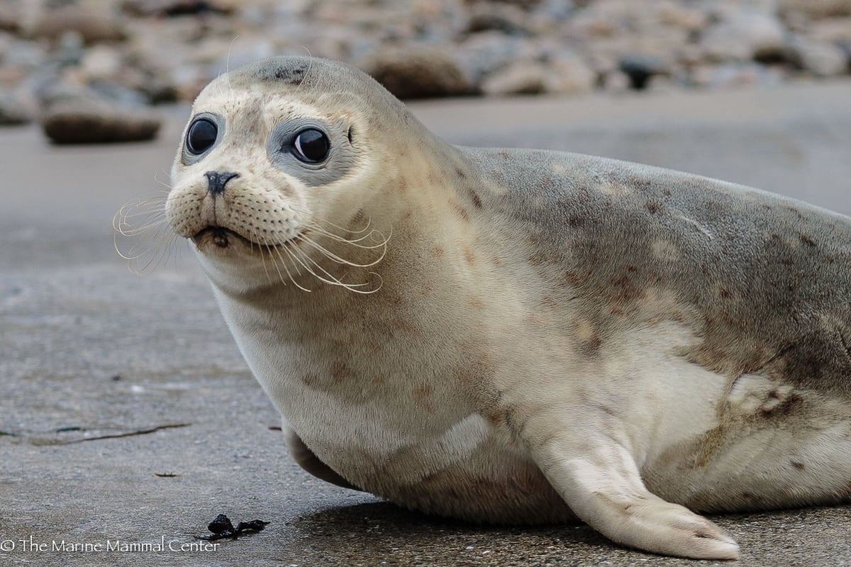 Harbor Seal Pup "Dollface" 