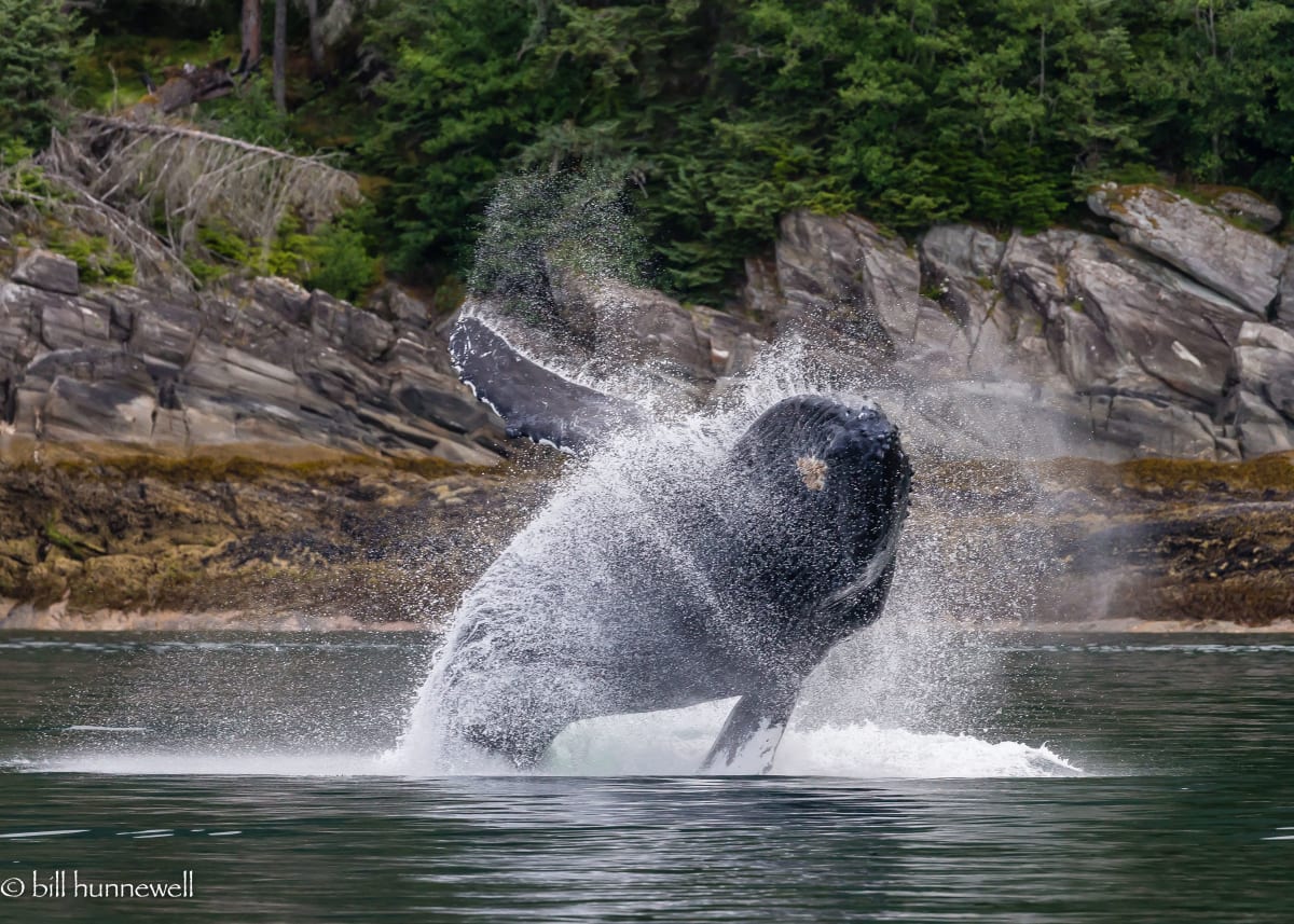 Humpback Whale Breach, Alaska 
