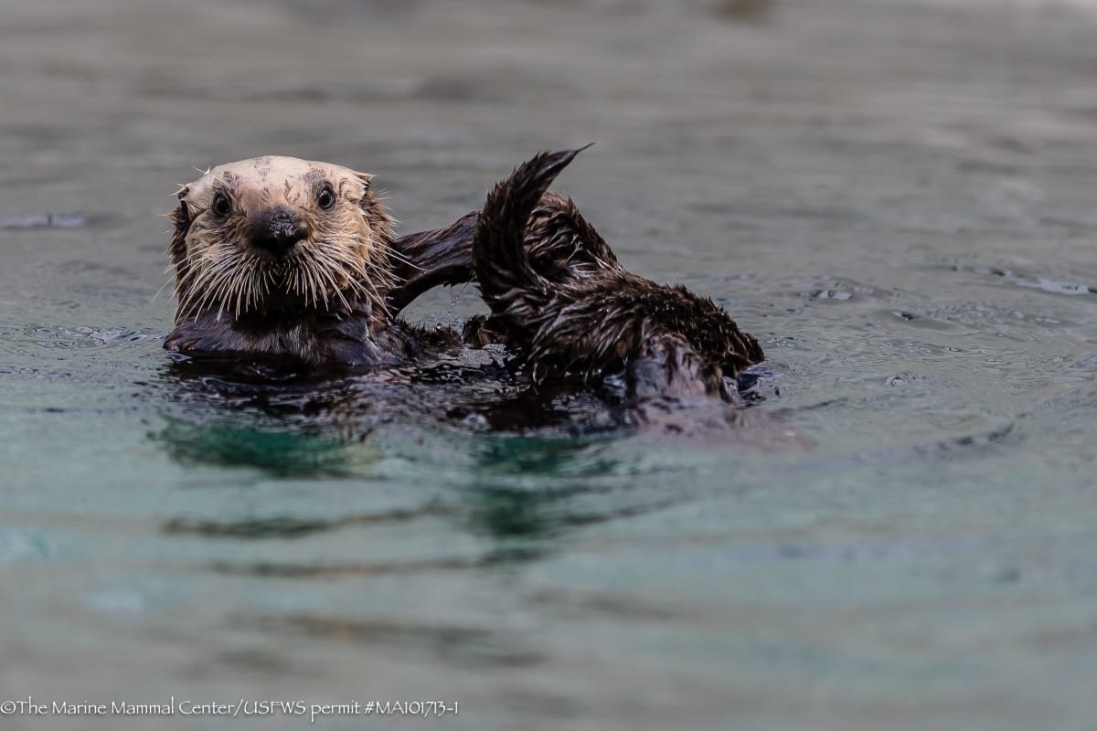 Southern California Sea Otter 