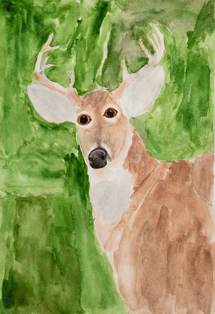 Awake Deer by Debbie Wann, Image 5.
