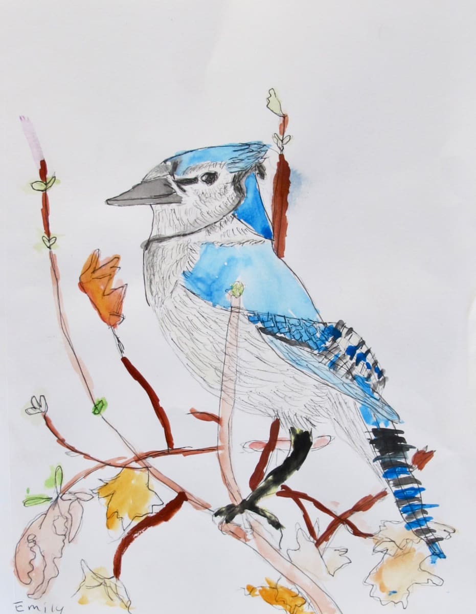 Blue Jay by Emily Hoog 