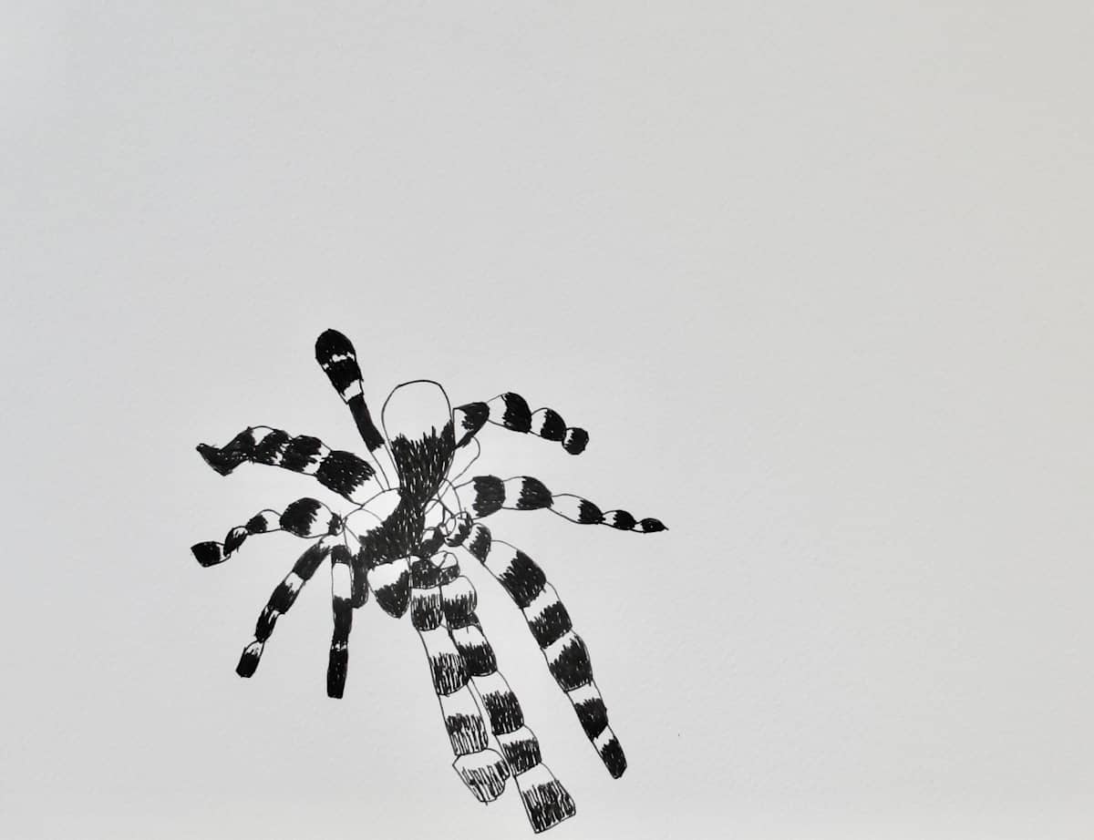 Tarantula by Siobhan Cooke 