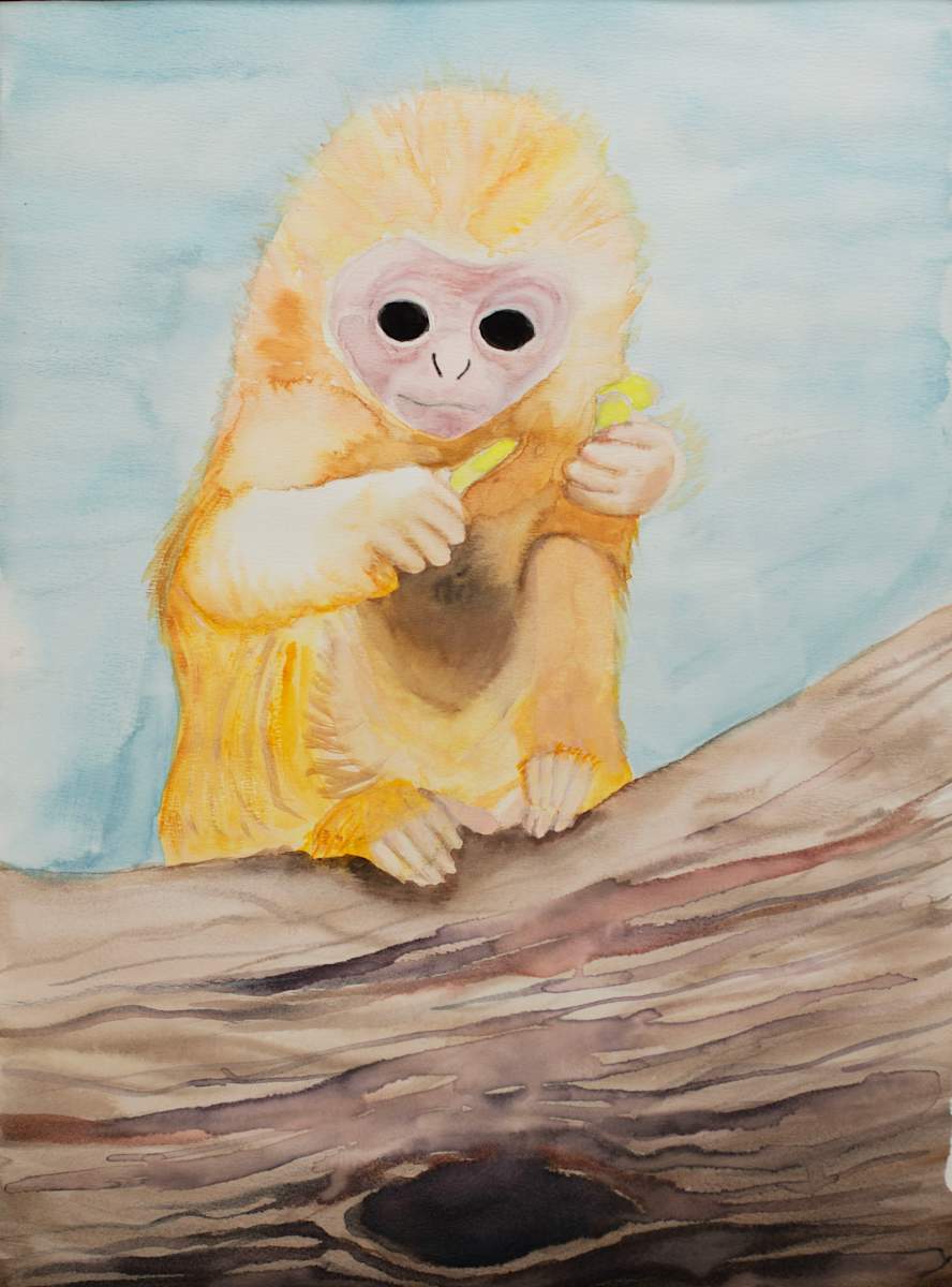 Baby Spider Monkey by Robert Lacey, Image 6.