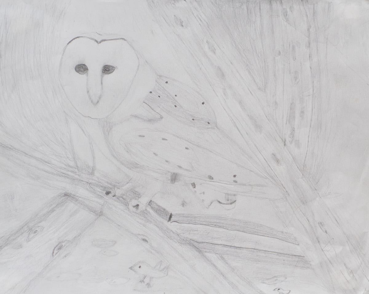 Barn Owl #2 by Sheri McSweeney 