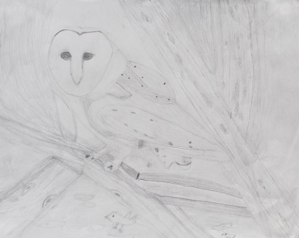 Barn Owl #2 by Sheri McSweeney, Image 1.