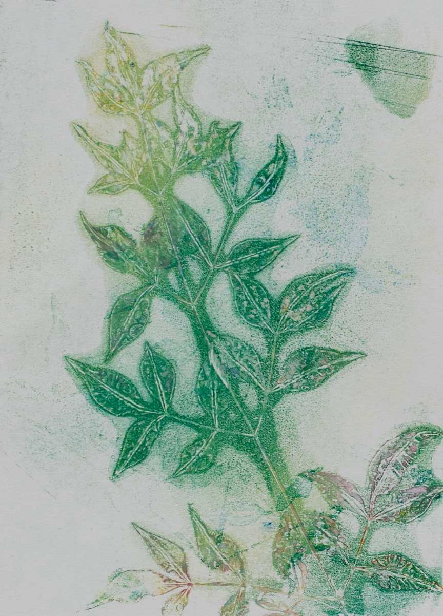 Heavenly Bamboo, Image 14.
