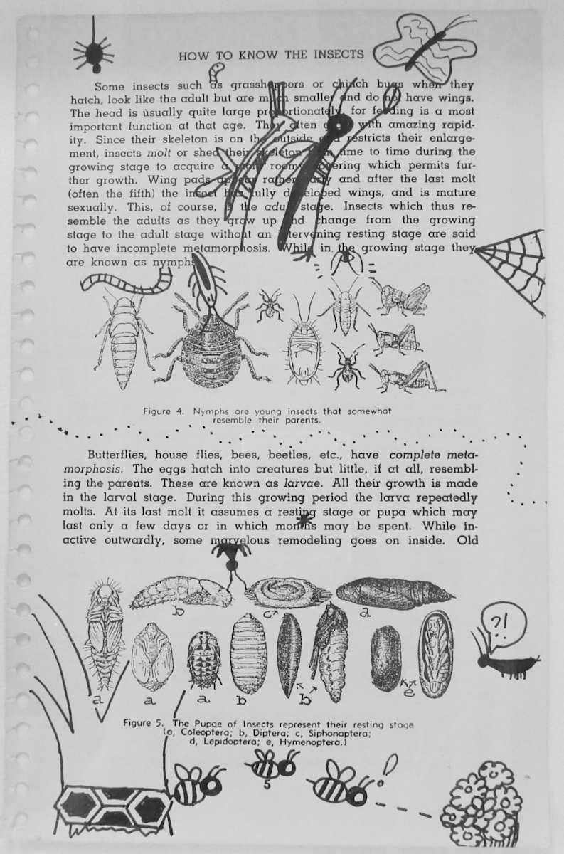 Nymphs and Larvae by Rose Gordon 