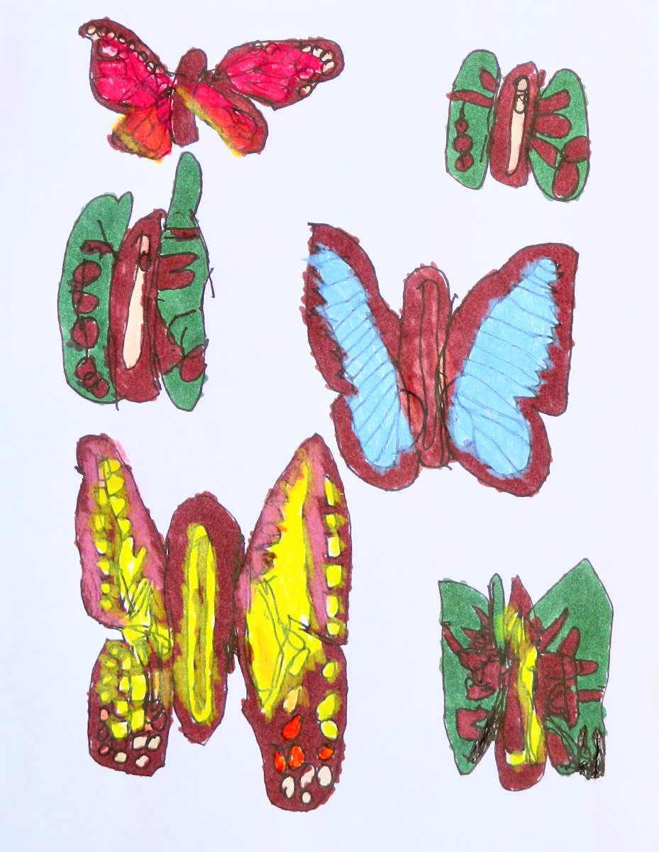 Butterfly Collection #2 by Siobhan Cooke 