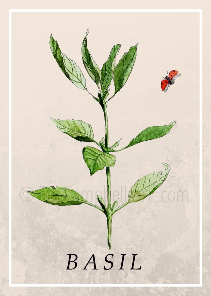 Botanical Basil Herb Illustration, Image 1.