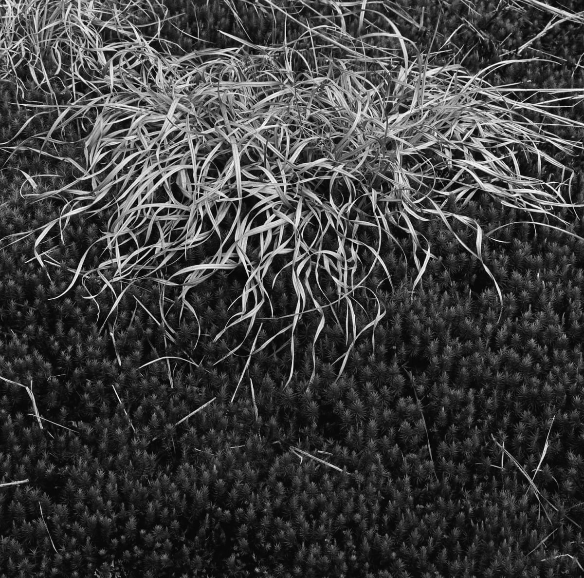 Grasses, Stone Mountain, GA 