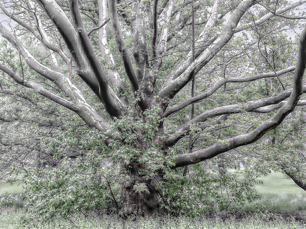 Sycamore with Poison Ivy 