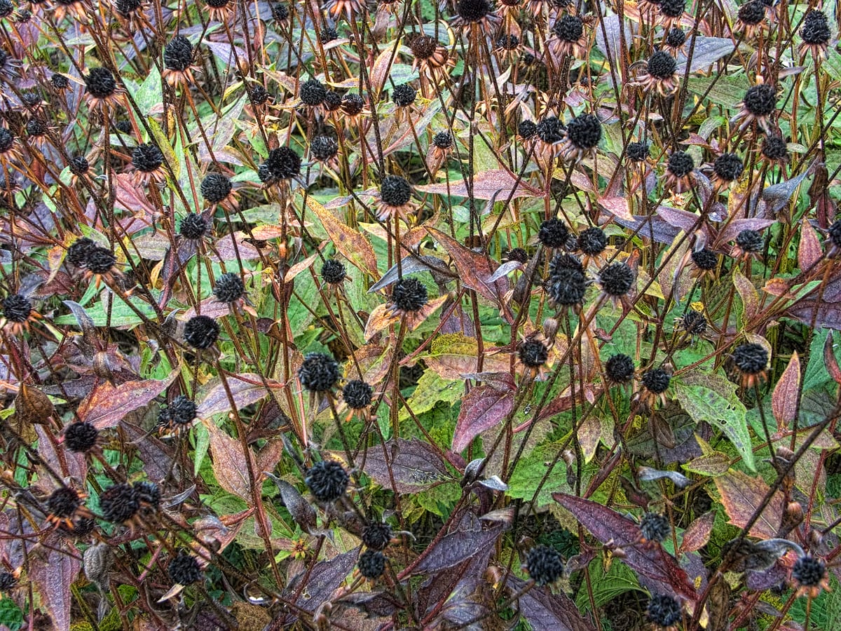 Black Eyed Susans, Fall by George Cannon 