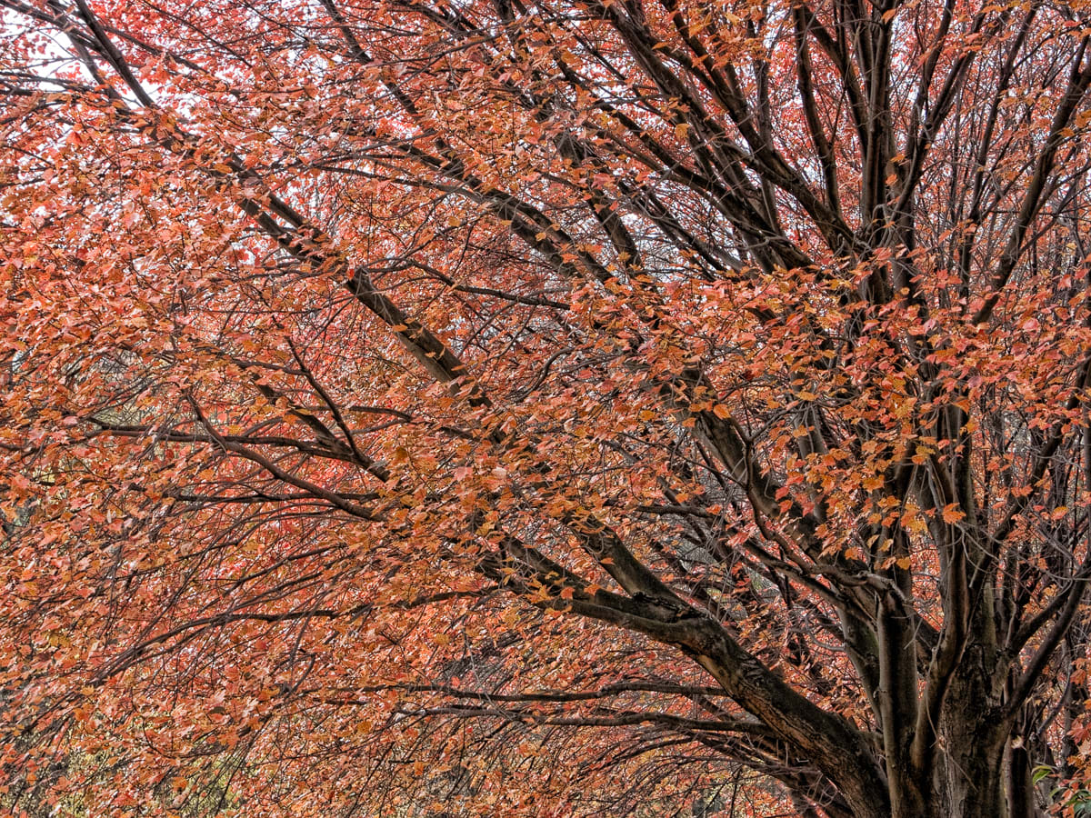 Autumn Branches 