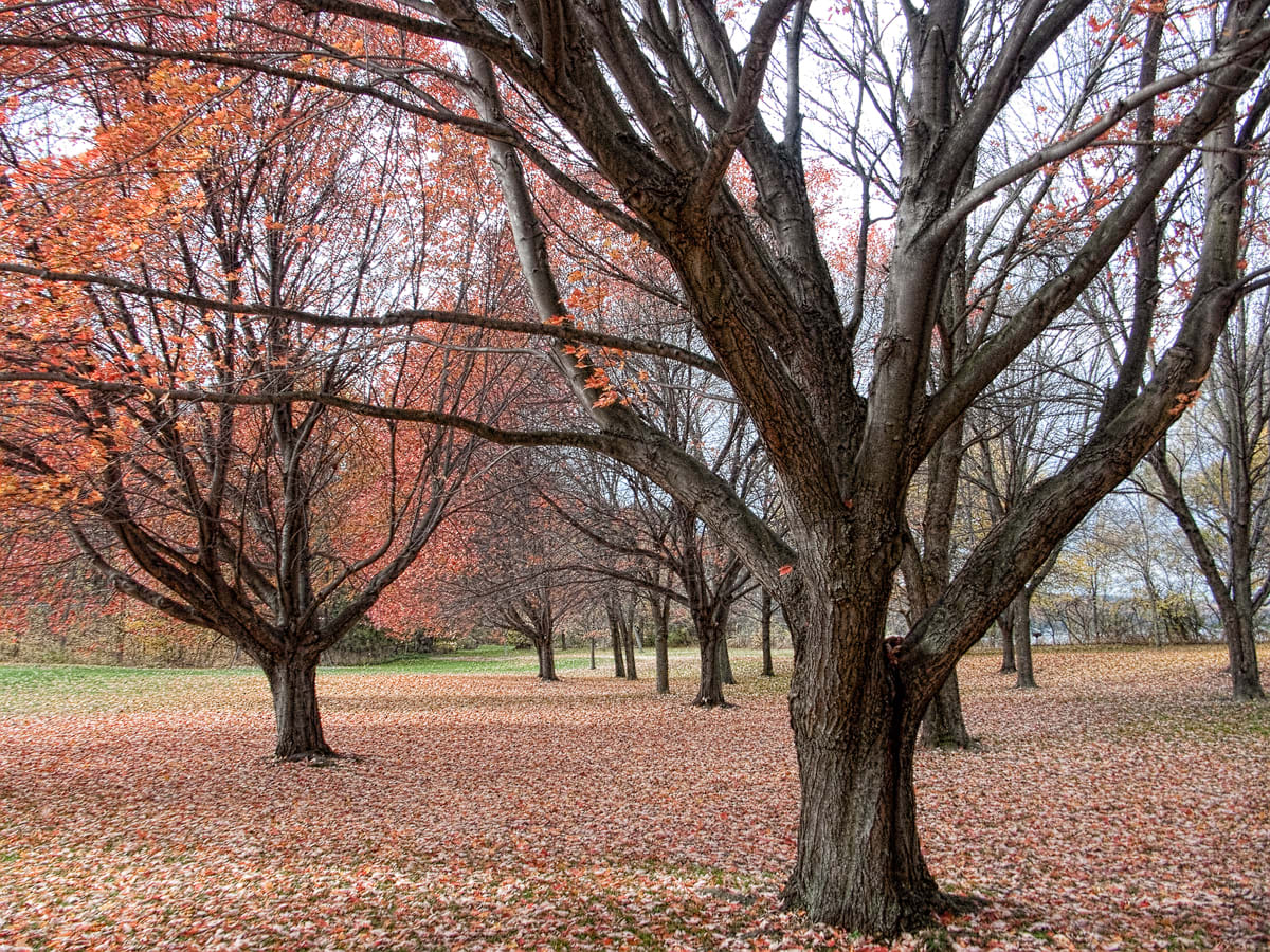 Autumn Trees, Taughannock 