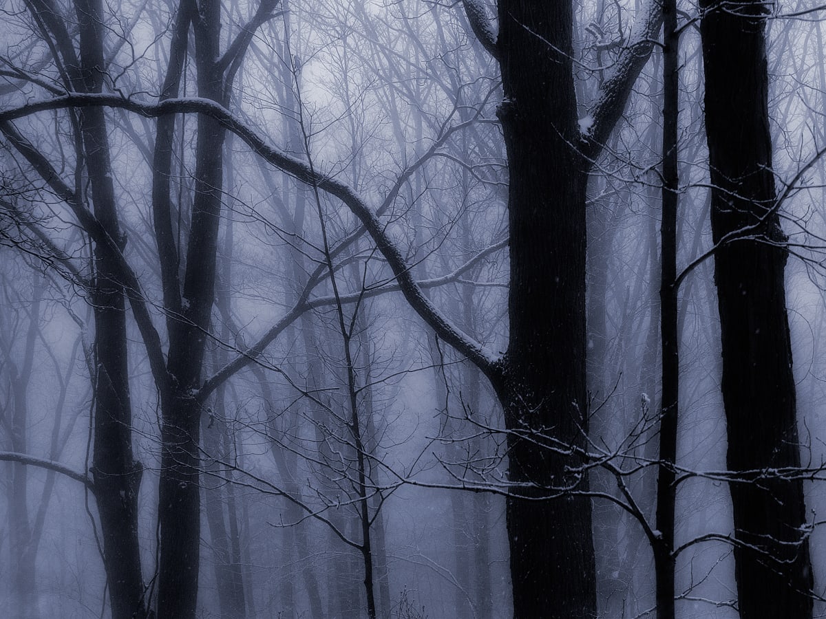 Winter Woods 