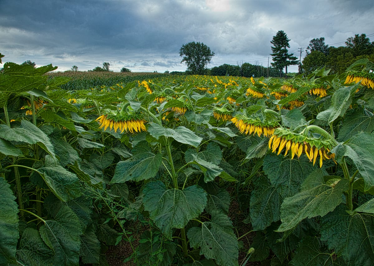 Sunflowers and Storm Clouds 