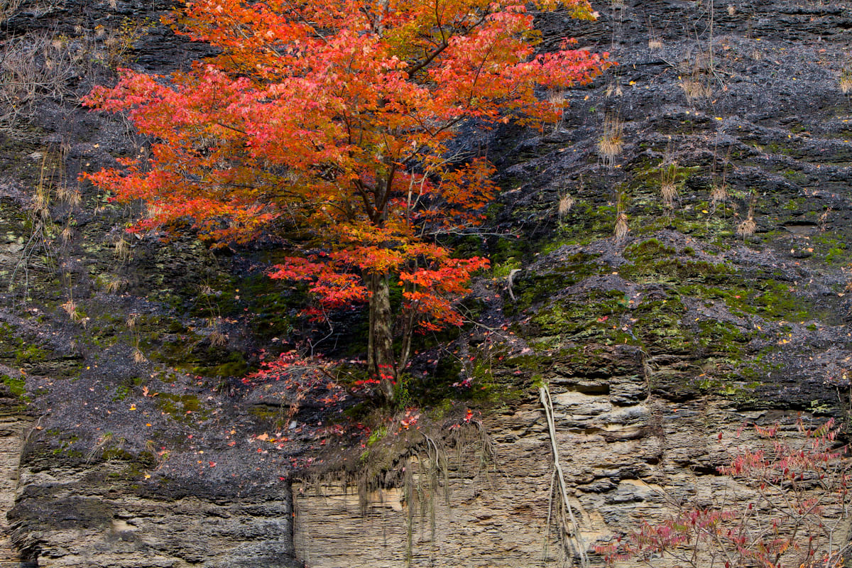 Orange Tree, Taughannock 