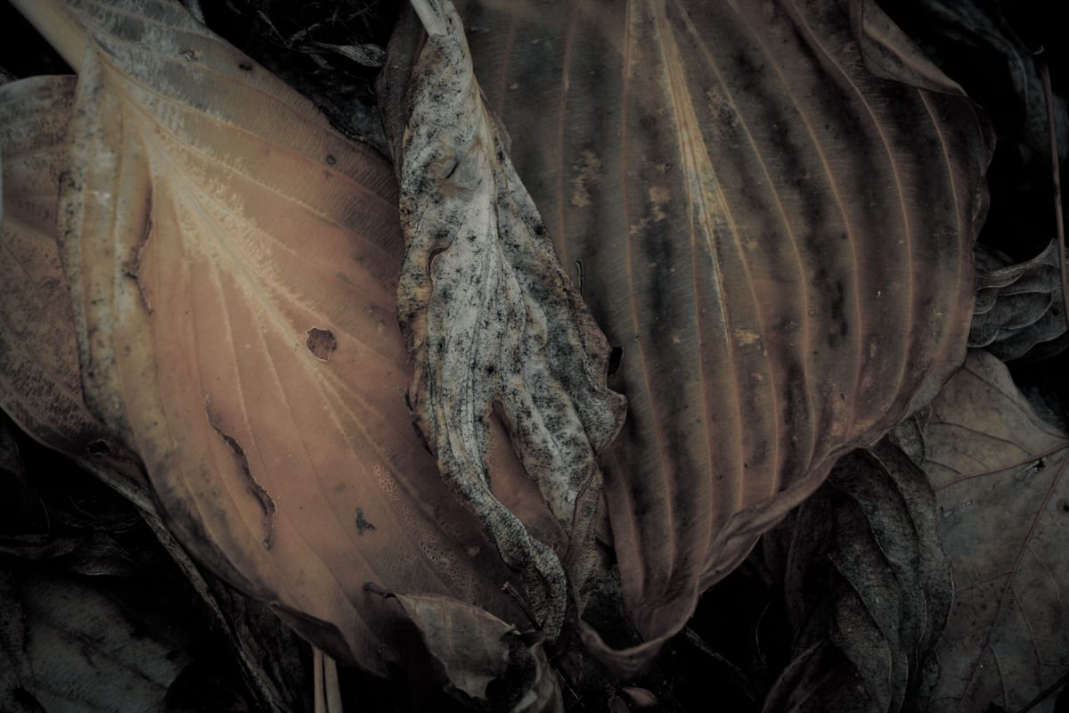 Hosta Passings 