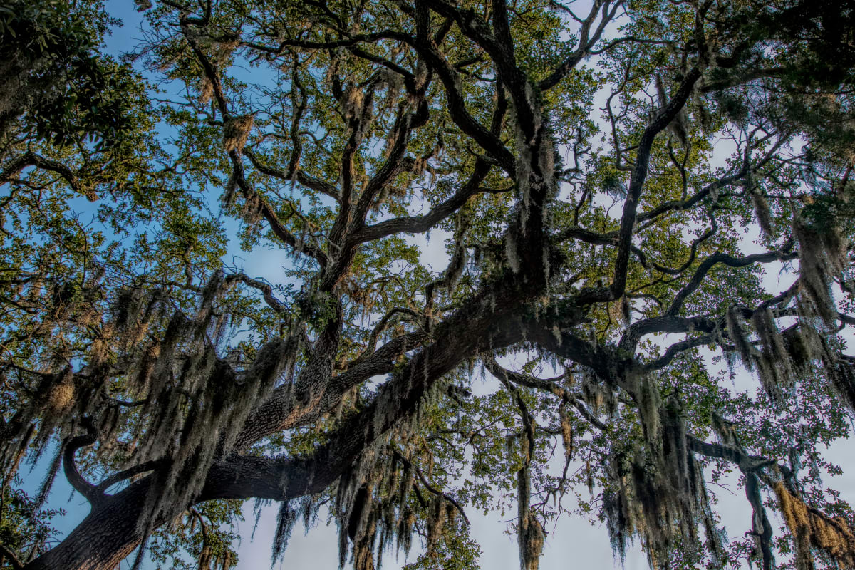 Live Oaks, Eden Gardens 2 