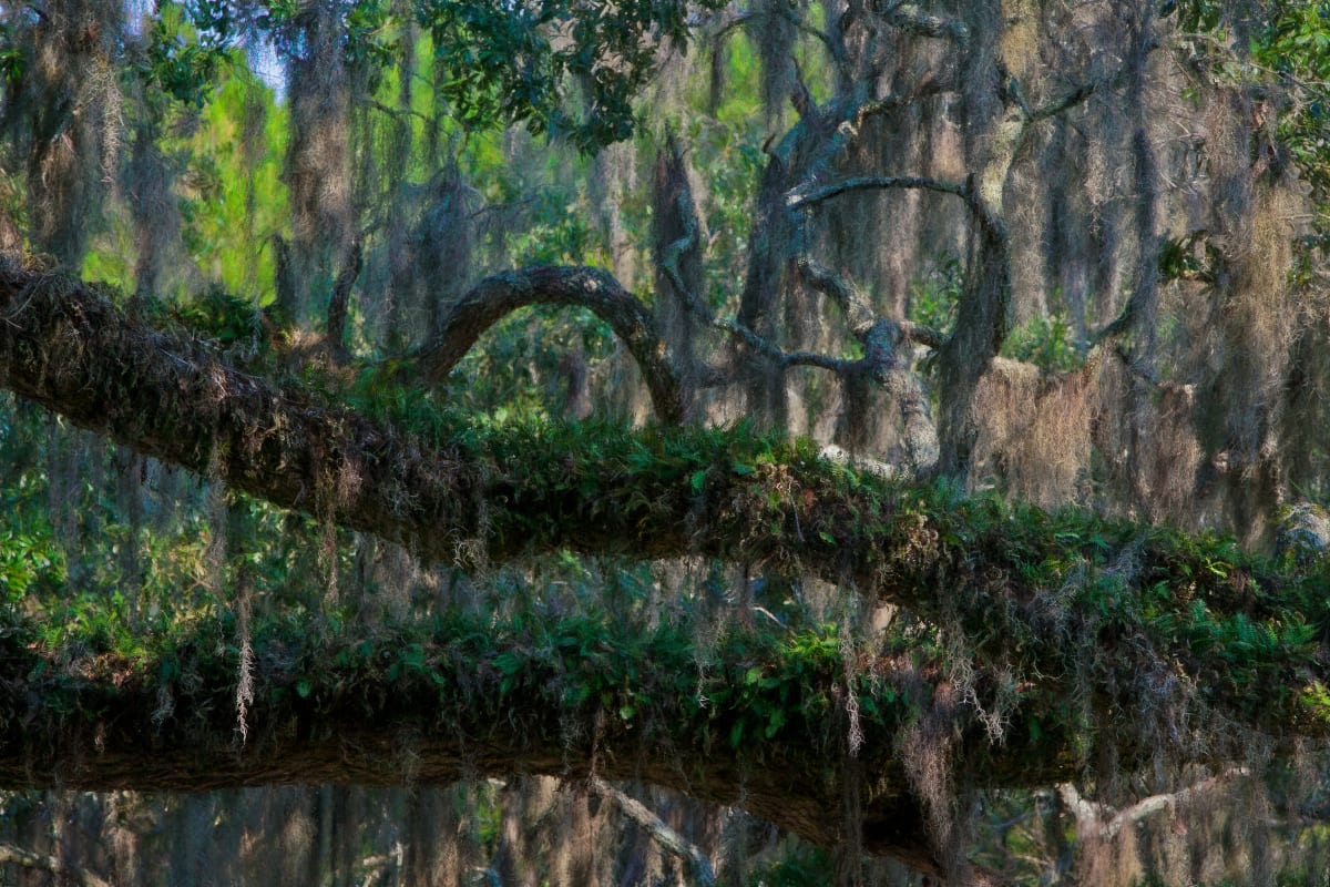 Live Oaks, Eden Gradens 