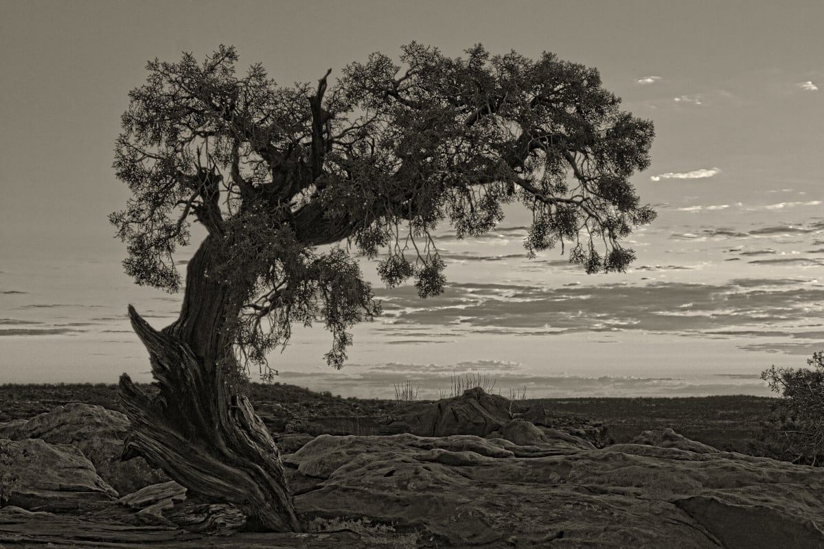 Ancient Tree, Dead Horse Point 