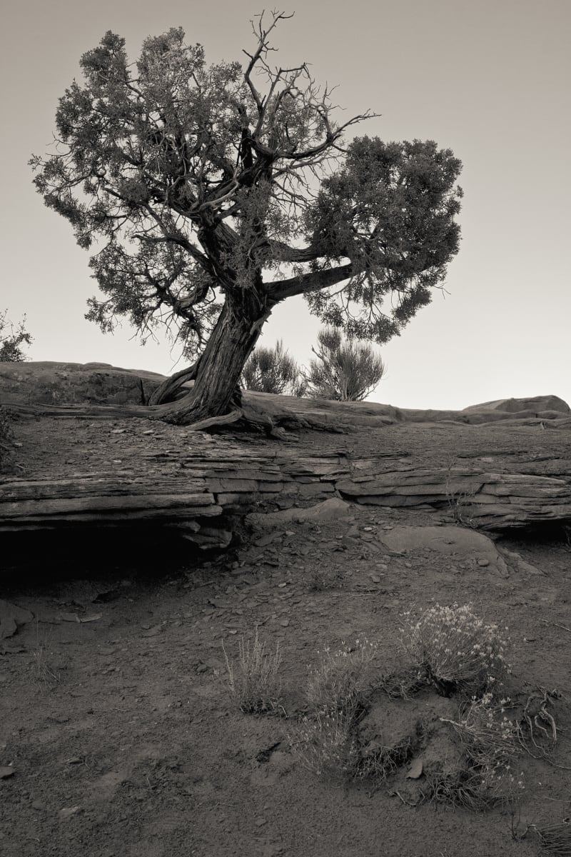 Ancient Cedar 