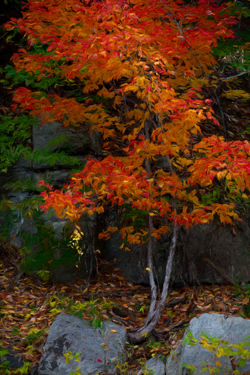 Autumn Maple by George Cannon 