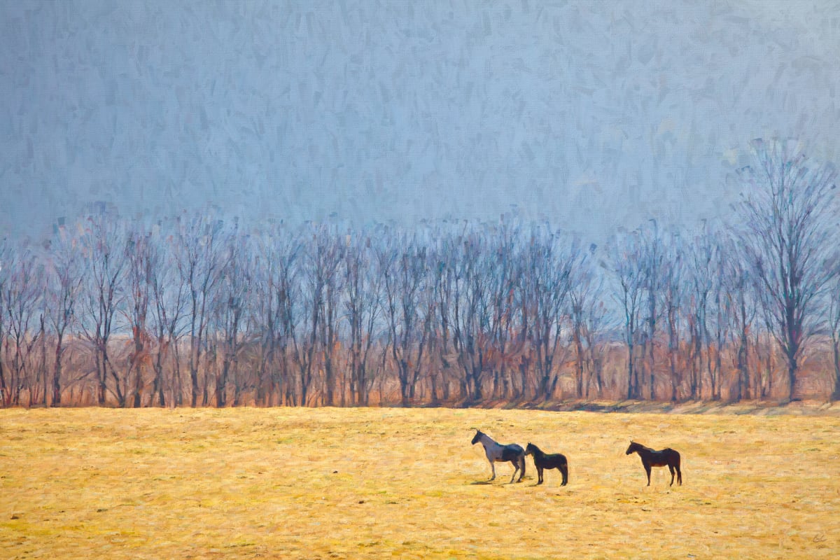 Three Horses in a Field 