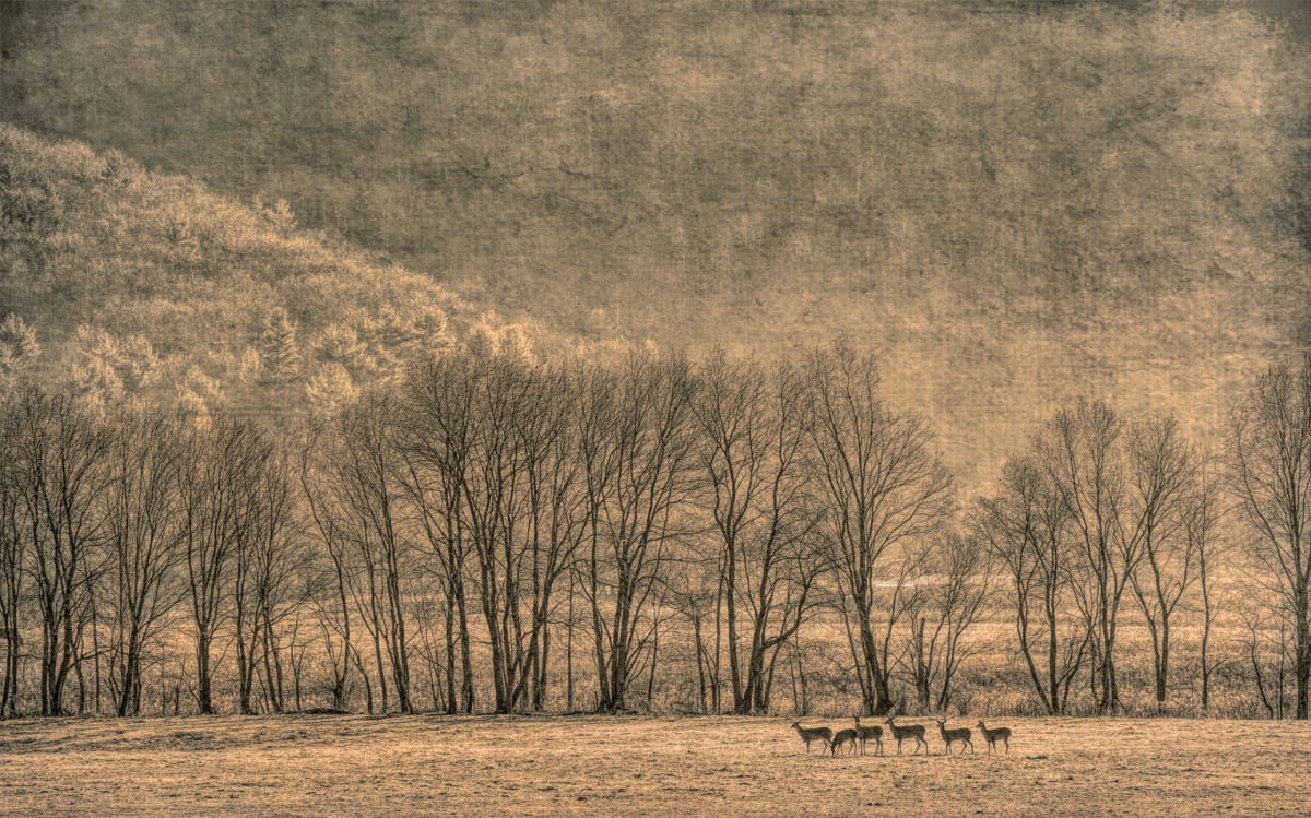 Field with Six Deer 