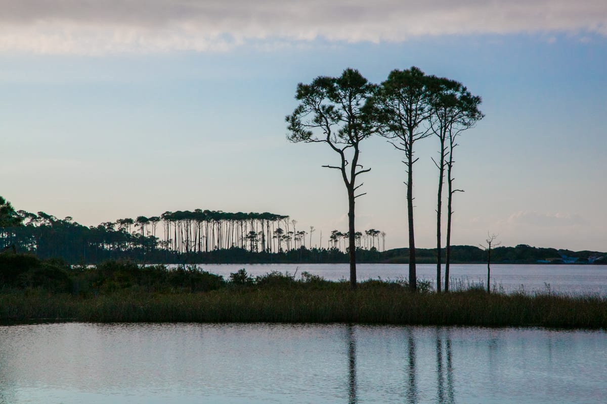 Pines, Camp Creek Lake, 30A 