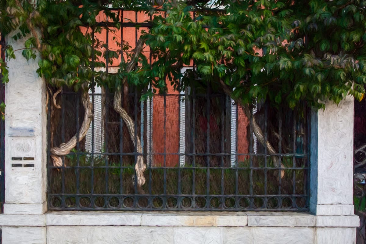 Ancient Vines, Venice #3 