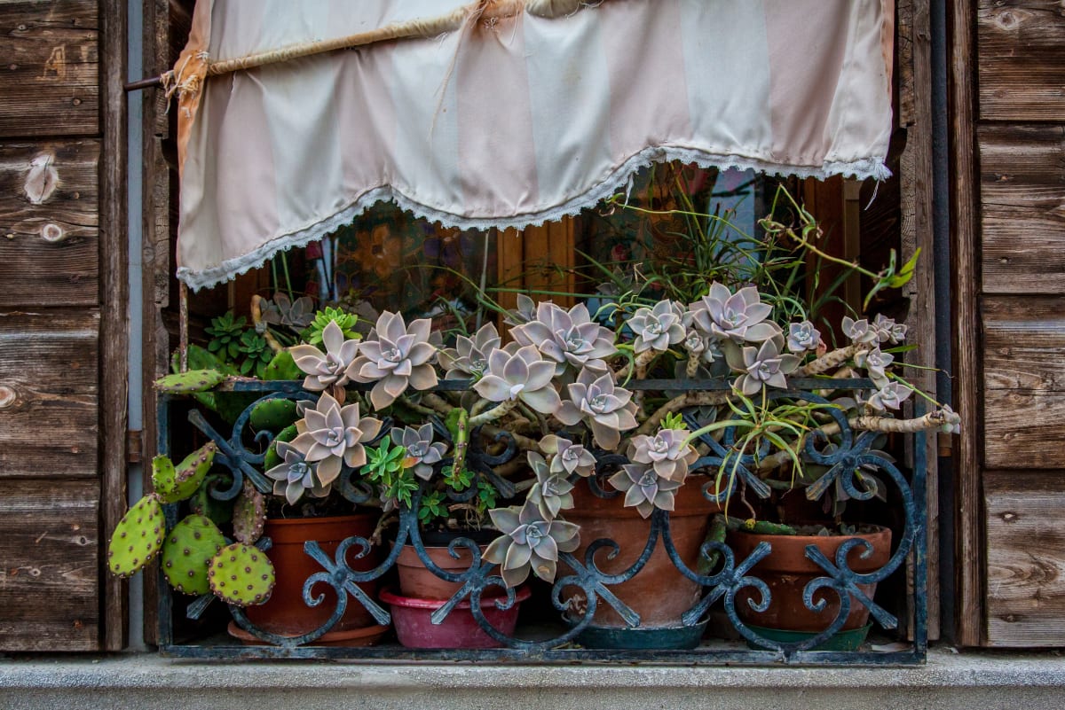 Succulents, Murano 