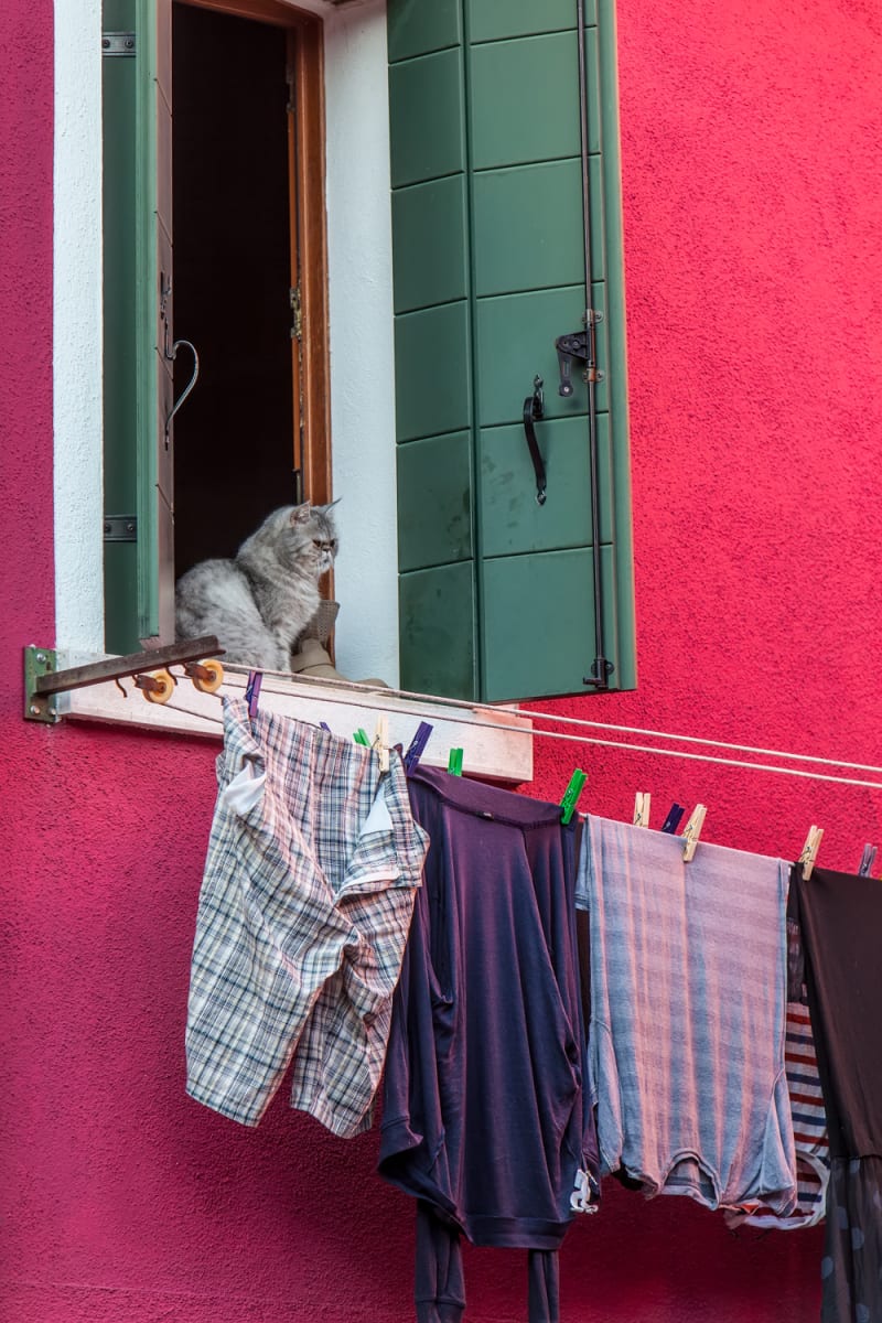 Cat and Wash, Burano 