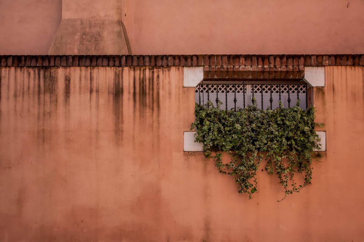 Hidden Garden, Burano 