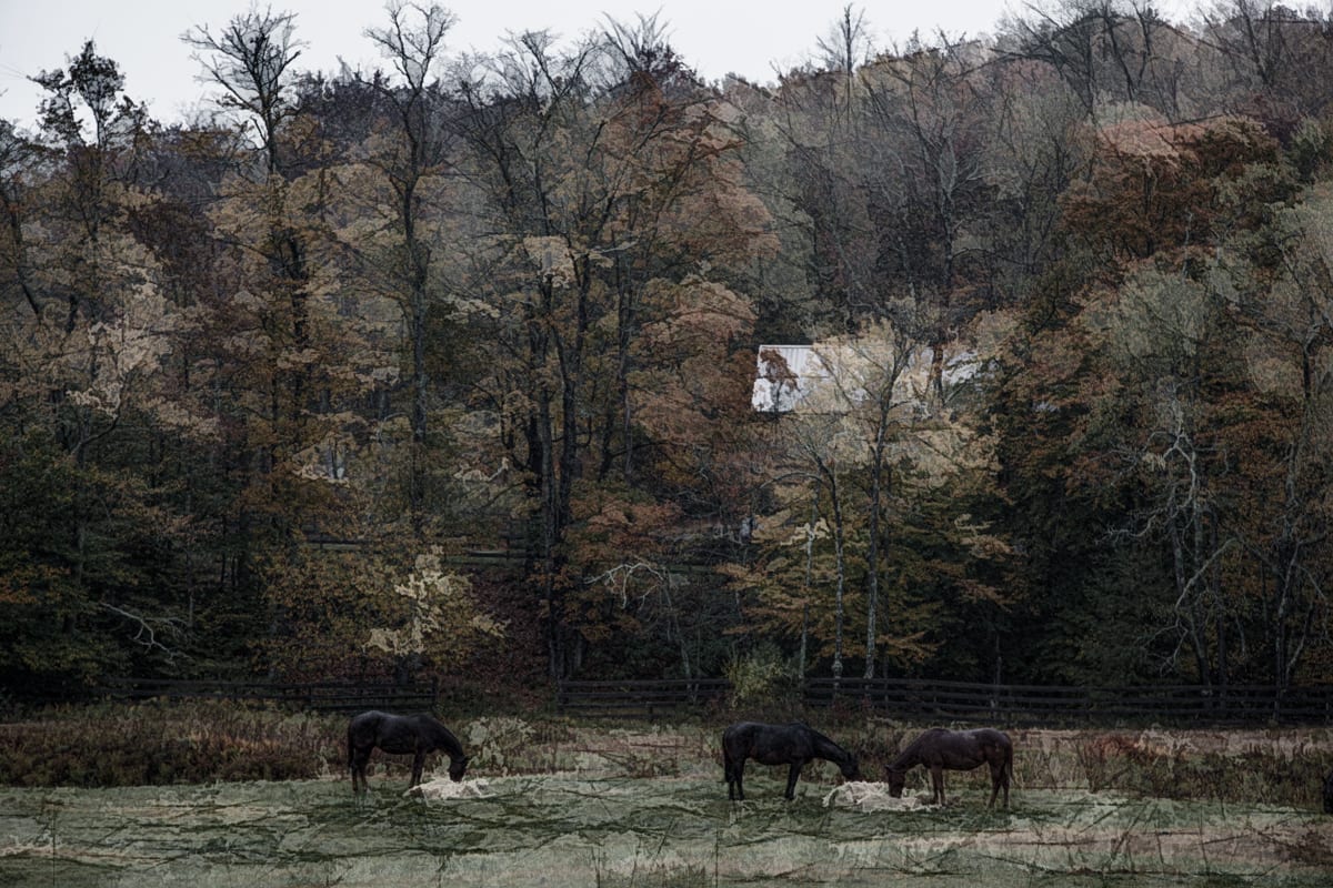 Catskill Horses #5 