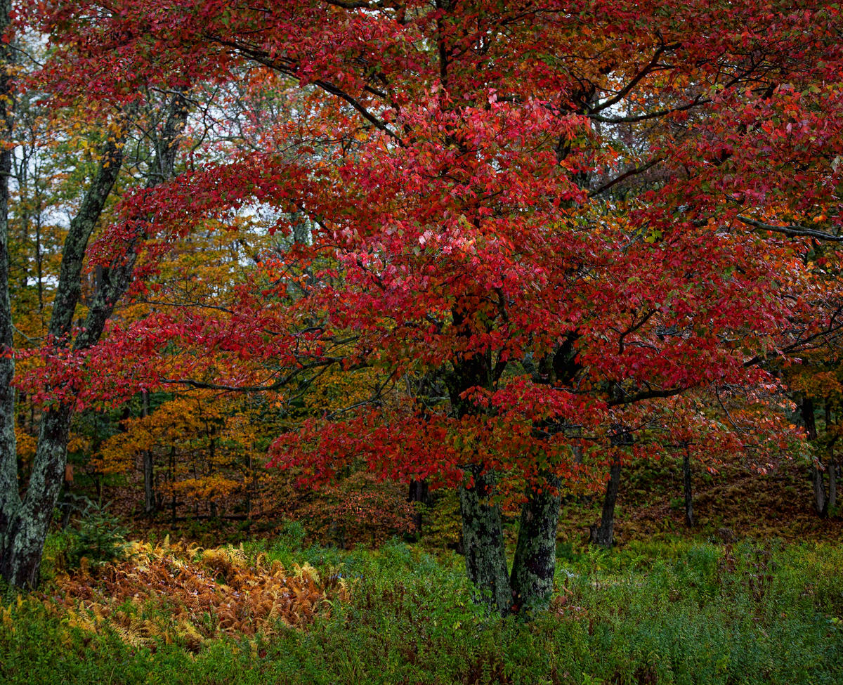 Catskill Maple 