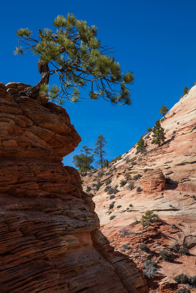 Perched Pine, Zion 
