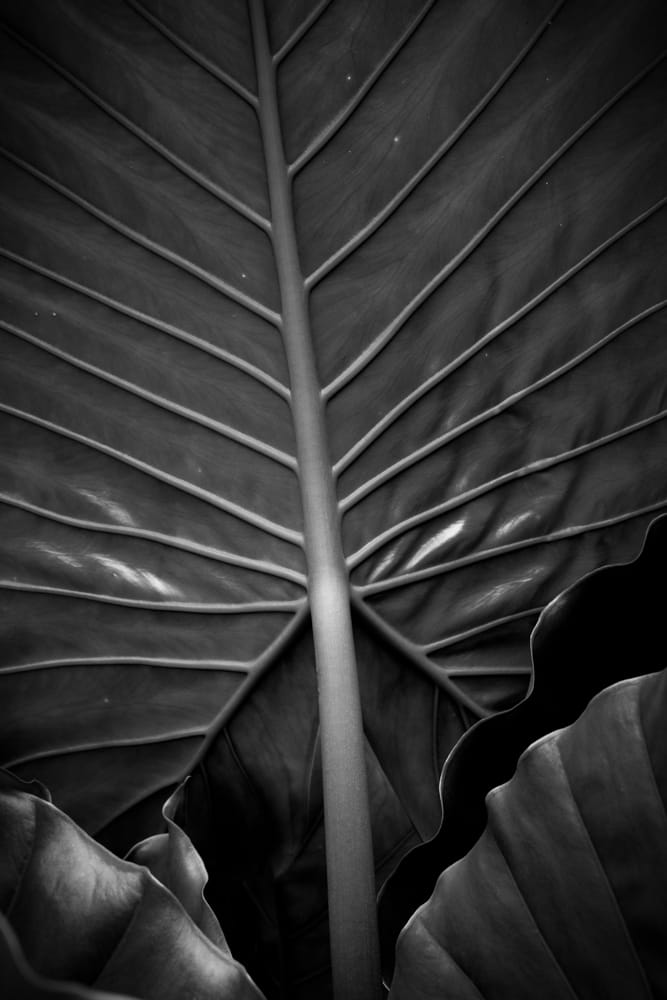 Leaf Structure by George Cannon 