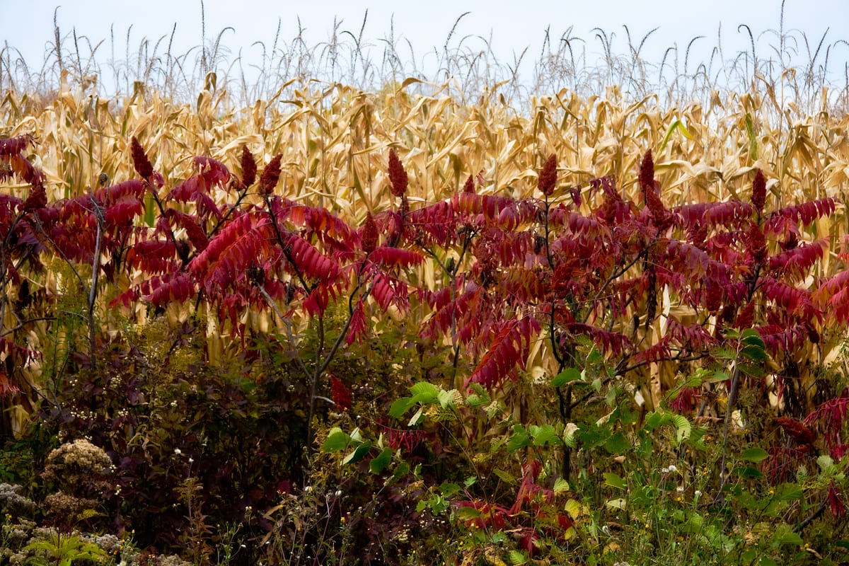 Sumac and Corn 