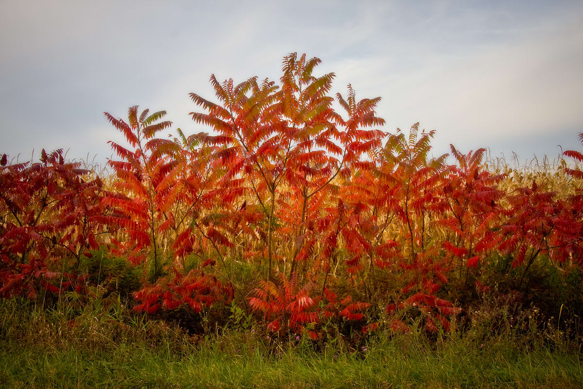 Autumn Sumac 