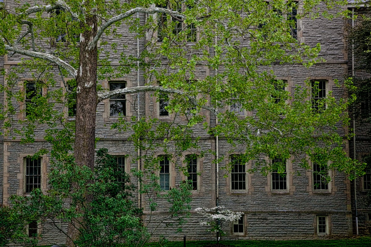 Spring Sycamore 